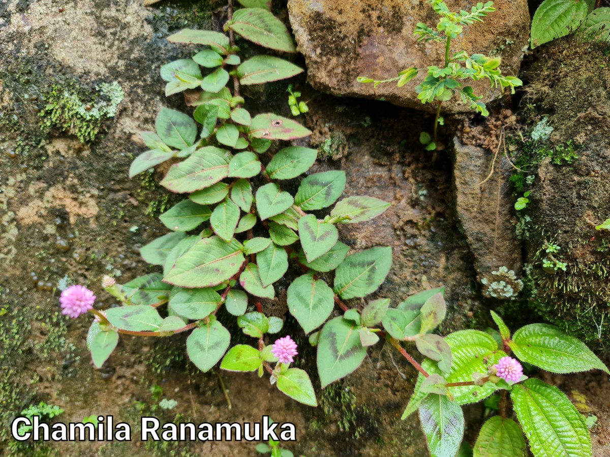 Persicaria capitata (Buch.-Ham. ex D.Don) H.Gross